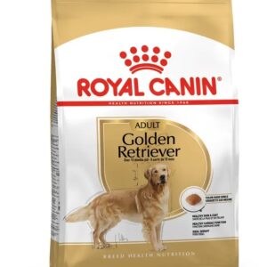Golden Retriever Adult